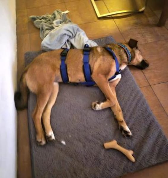 ADELE-WARTET AUF IHR GLÜCK