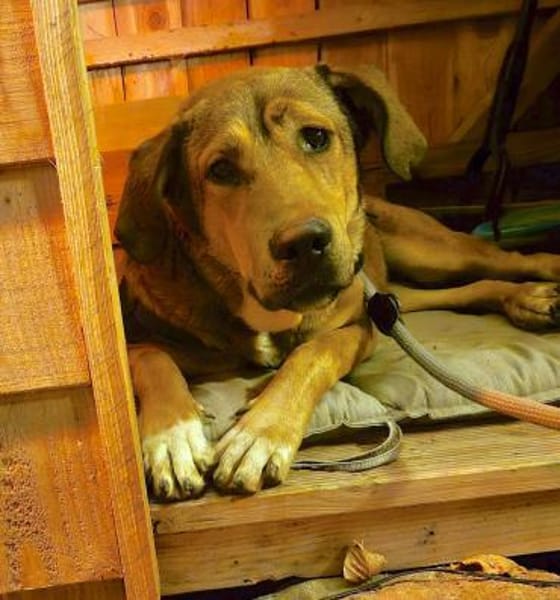 ADELE-WARTET AUF IHR GLÜCK