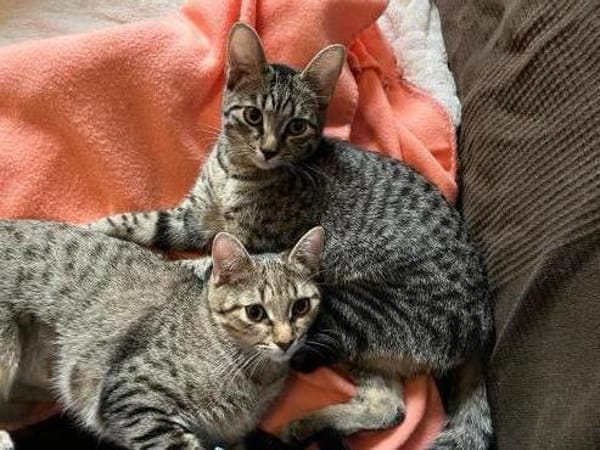 Dina u. Daisy suchen liebevolles Zuhause