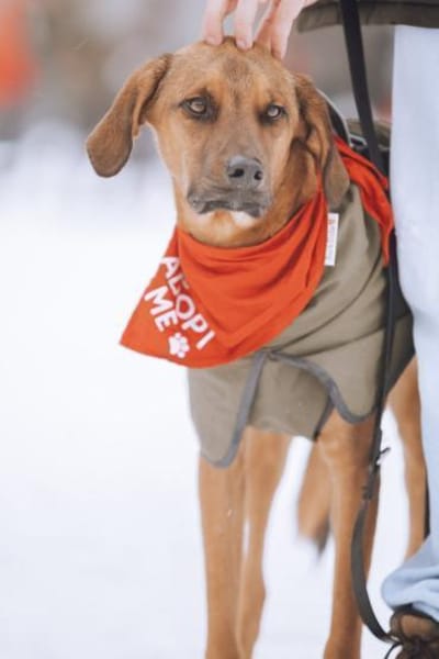 cleverer LASKOwartet in 22559 Hamburg