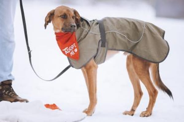 cleverer LASKOwartet in 22559 Hamburg