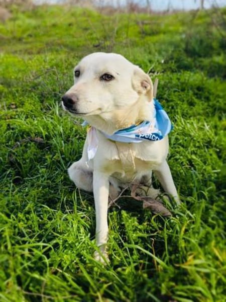 Pamuk sucht ein Zuhause