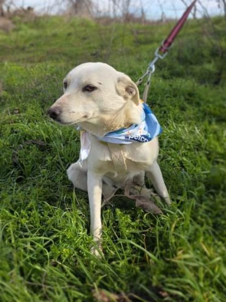 Pamuk sucht ein Zuhause