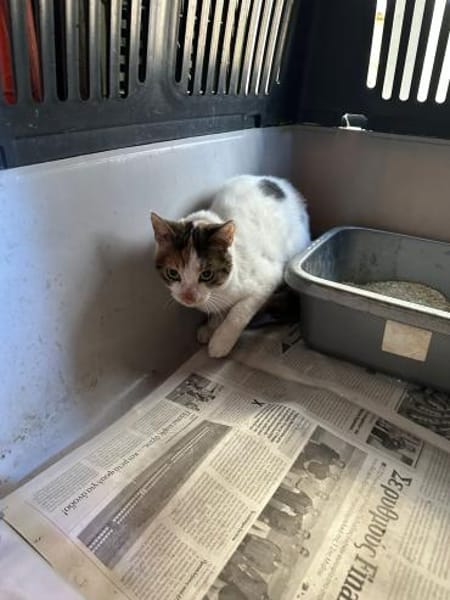 Pinky aus dem Tierschutz