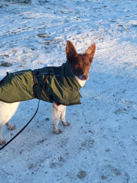 Traumhündin Cleo - sensible Begleiterin