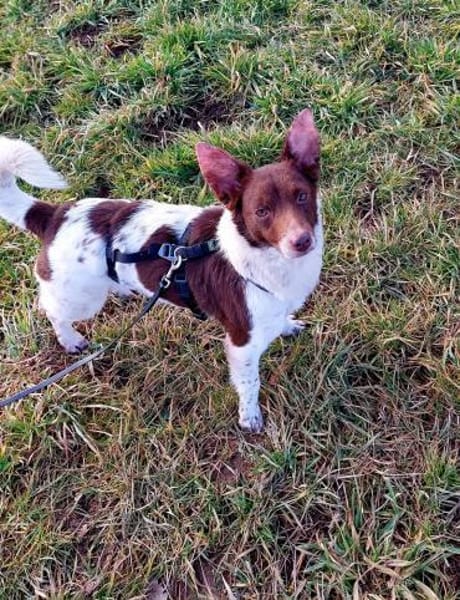 Traumhündin Cleo - sensible Begleiterin