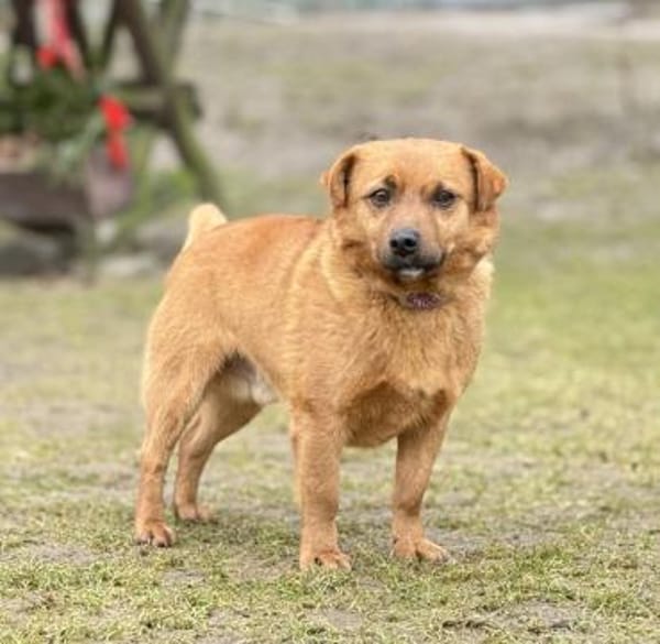 HAKI, Mix, geb. 05/2019