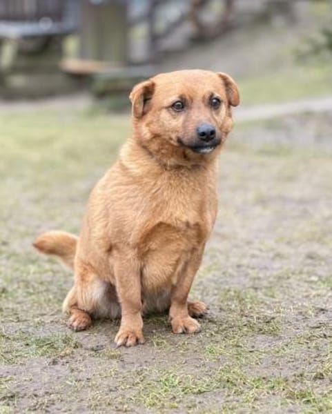 HAKI, Mix, geb. 05/2019