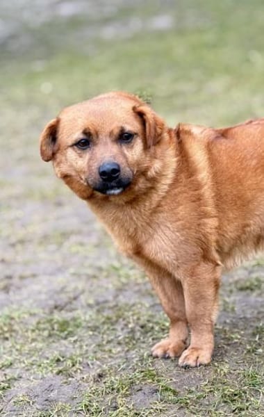 HAKI, Mix, geb. 05/2019