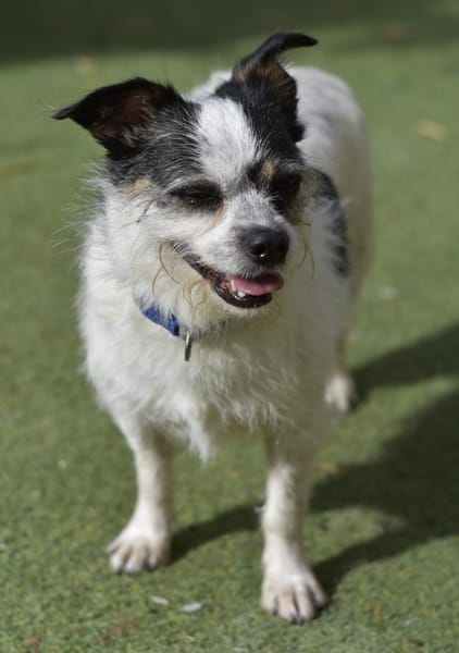 SIMBA ❤ Traumhündin im XS-Format!