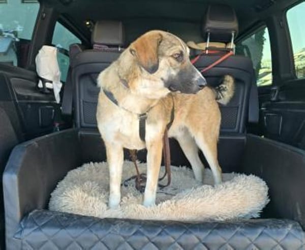 Noroc, gross, freundlich, verspielt