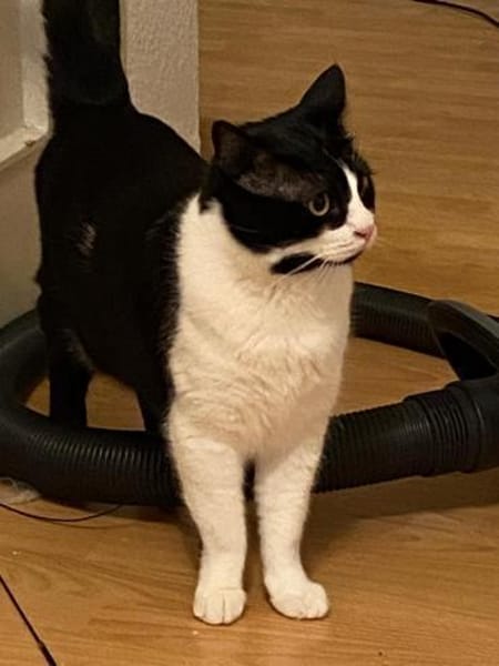 MONTY - Kuschelkaterle sucht sein Glück!