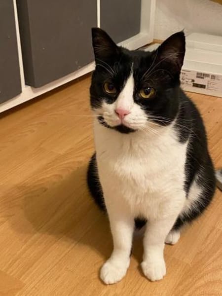 MONTY - Kuschelkaterle sucht sein Glück!