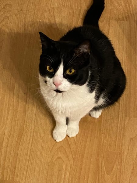 MONTY - Kuschelkaterle sucht sein Glück!