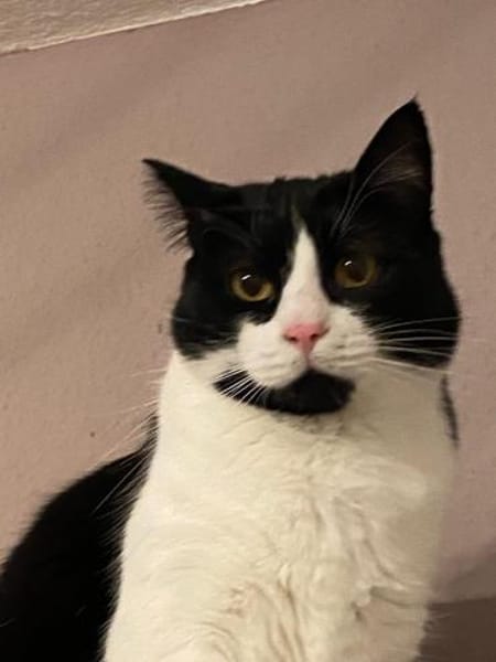 MONTY - Kuschelkaterle sucht sein Glück!