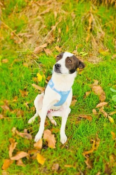 Gutsi ein super lieber Rüde