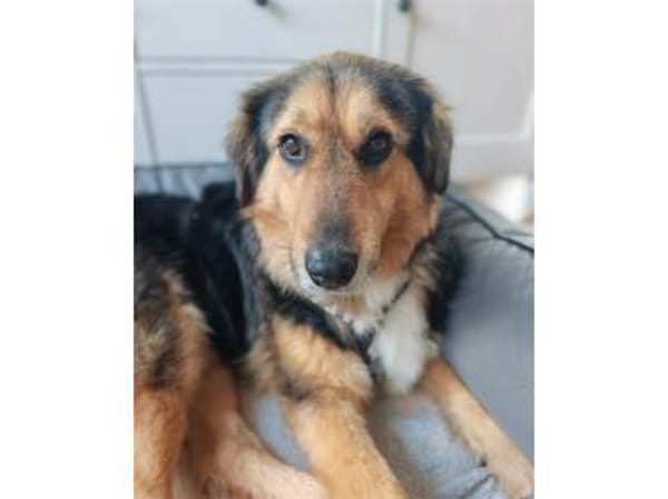 Aladin - wartet in 91054 Erlangen