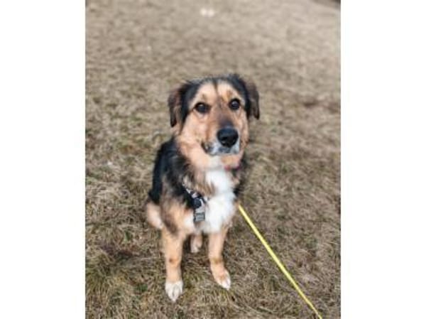 Aladin - wartet in 91054 Erlangen