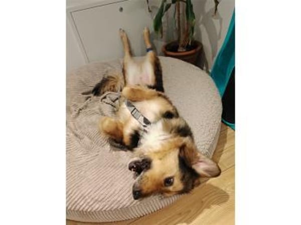 Aladin - wartet in 91054 Erlangen