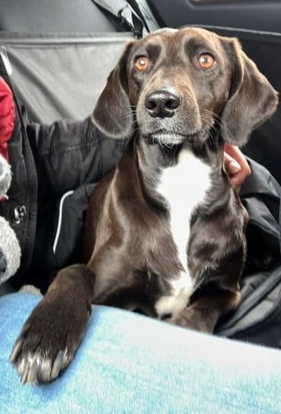 LOU wurde leider Scheidungsopfer