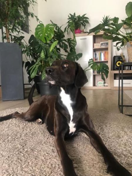 LOU wurde leider Scheidungsopfer