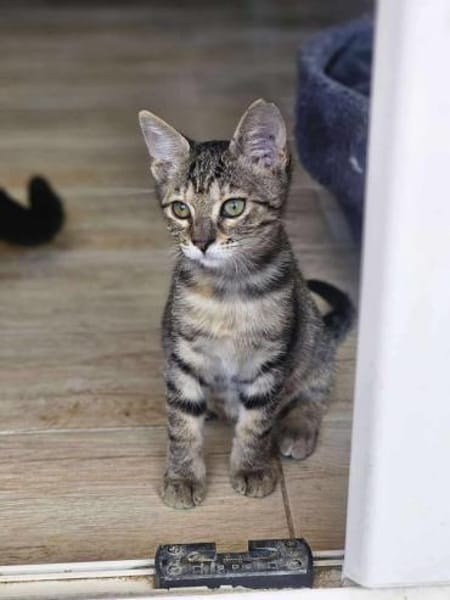 Unsere kleine Ameise Mrva