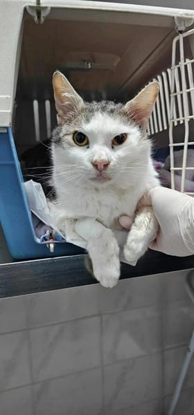 Freundlicher Tom - sehr dringend!