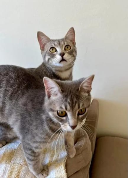 Rosie & Louis Verspieltes Dreamteam