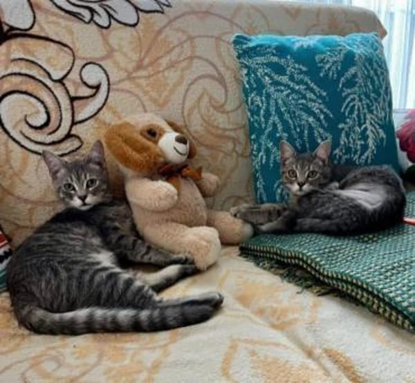 Rosie & Louis Verspieltes Dreamteam