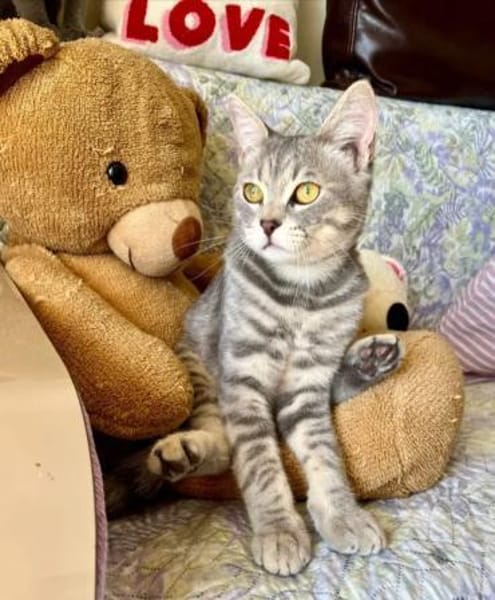 Rosie & Louis Verspieltes Dreamteam