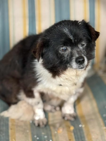 Hanni eine Seele von Hündchen / 82284