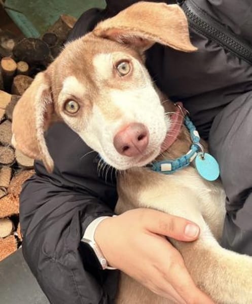 Billy der liebe sanfte Schatz / 82284