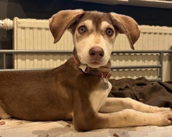 Billy der liebe sanfte Schatz / 82284