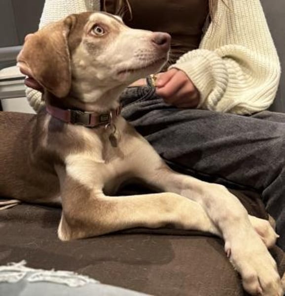 Billy der liebe sanfte Schatz / 82284