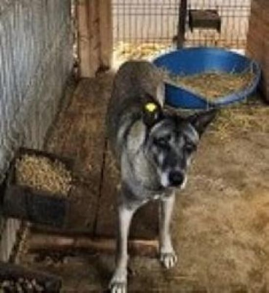 NELSON - toller Belgier in großer Gefahr