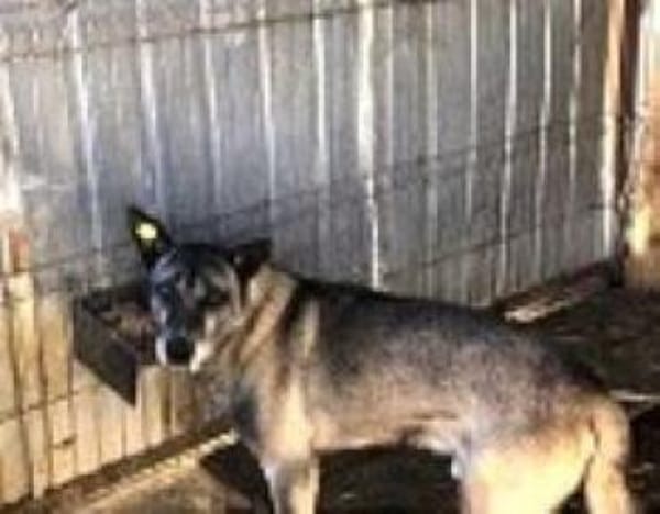 NELSON - toller Belgier in großer Gefahr