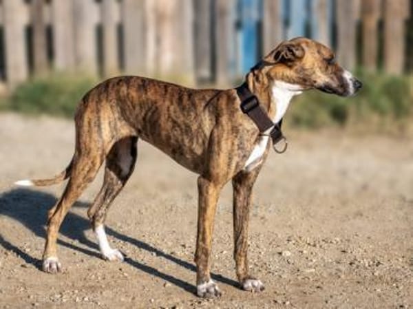 Harper - eine bildschöne Galga