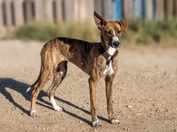 Harper - eine bildschöne Galga