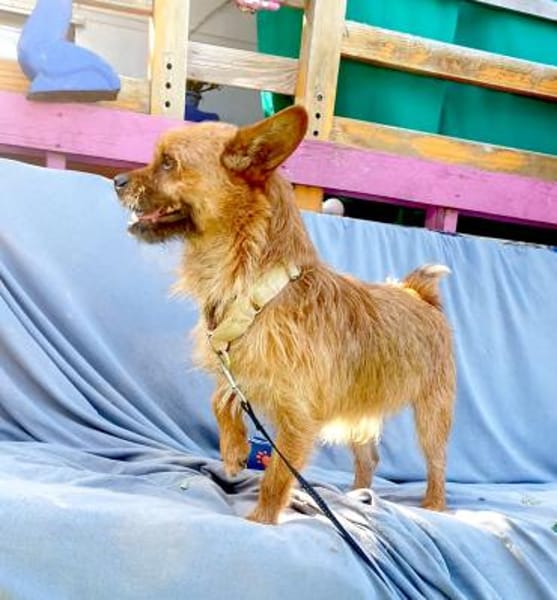 FREDDY - ZAUBERHAFTER HUNDEBUB