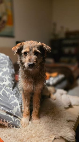 Dakota tolle junge verträgliche Hündin