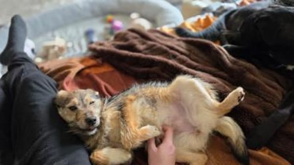 Dakota tolle junge verträgliche Hündin