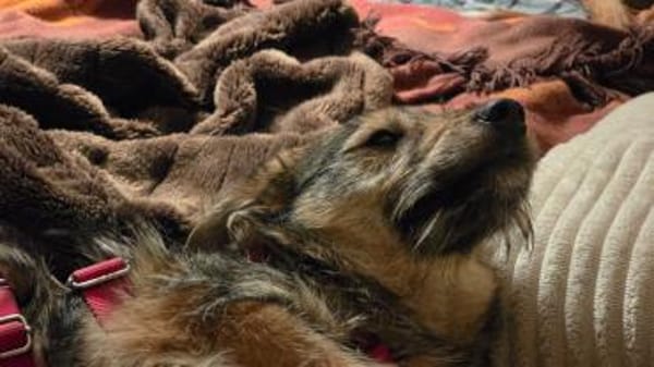 Dakota tolle junge verträgliche Hündin