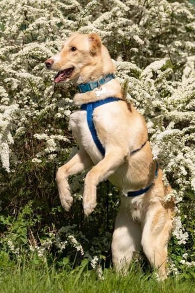 Schöner Altaj sucht liebevolles Zuhause