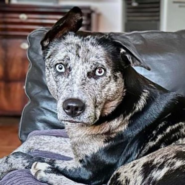 Maus - braucht souveräne Menschen