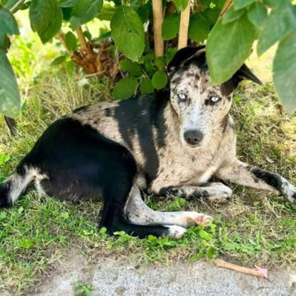 Maus - braucht souveräne Menschen