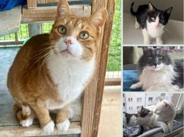 Pflegestellen für unsere Katzen gesucht!