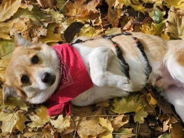 kleiner Rüde Noki auf PS in 14513