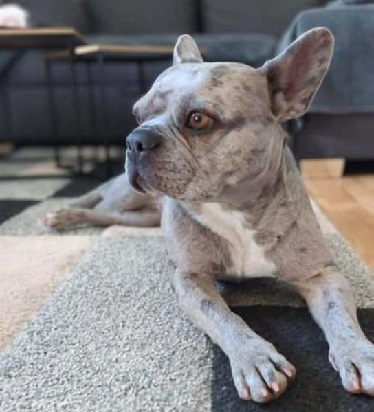 Kono - Menschen mit Hundeerfahrung