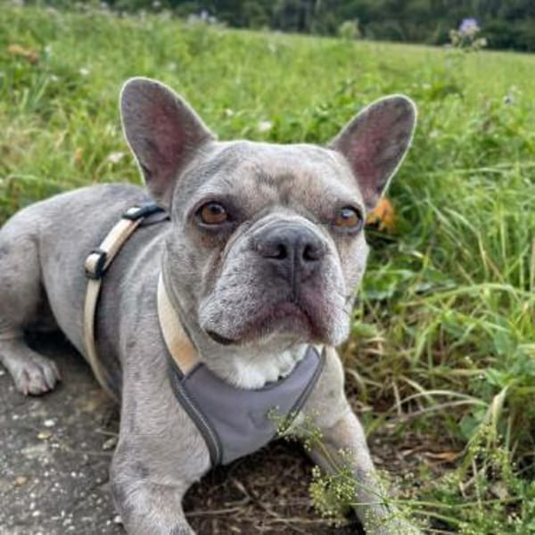 Kono - Menschen mit Hundeerfahrung