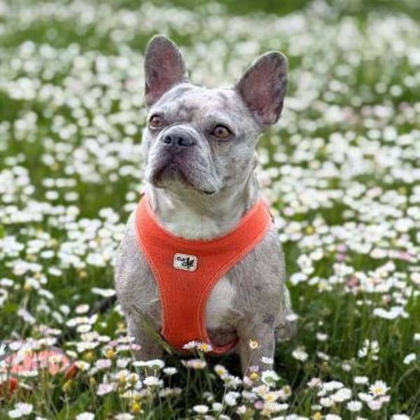 Kono - Menschen mit Hundeerfahrung